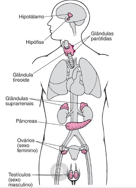 Akta Liv - endocrinologia e emagrecimento - endocrinologia para atletas - endocrinologia esportiva - sistema endócrino