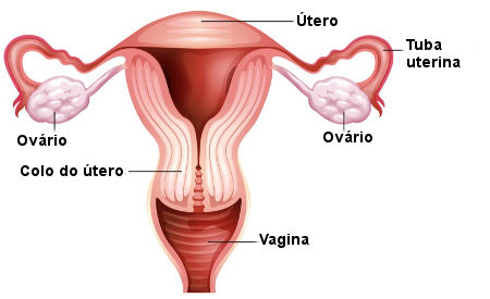 canceres ginecológicos - mastologista sao paulo - akta liv - sistema-reprodutor-feminino - cancer ginecologico